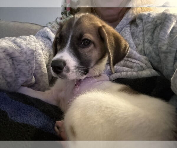 Medium Photo #4 Mutt Puppy For Sale in St. Louis Park, MN, USA