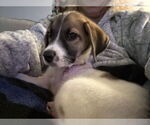Small #3 Mutt