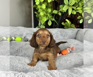 Dachshund Puppy for sale in FRANKLIN, IN, USA
