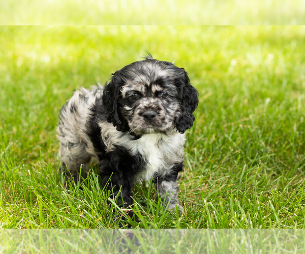 Medium Photo #18 Cocker Spaniel Puppy For Sale in NAPPANEE, IN, USA