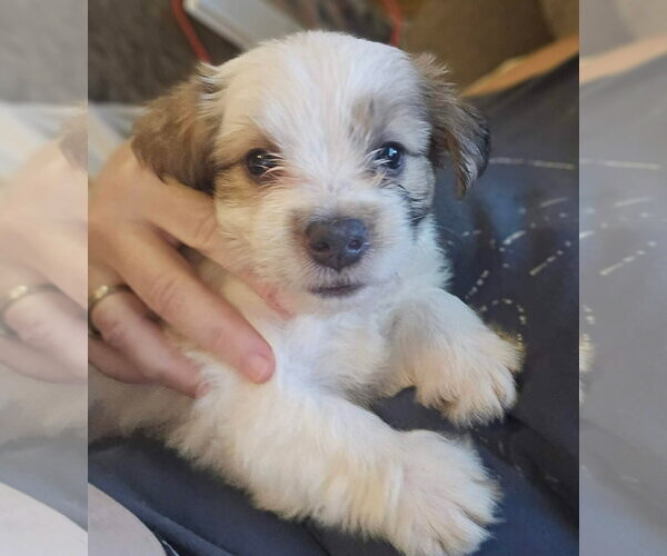Medium Photo #3 Cairn Terrier-Unknown Mix Puppy For Sale in Oakhurst, NJ, USA