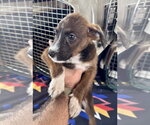 Small #4 Mutt
