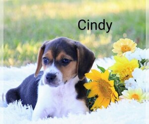 Beagle Puppy for sale in LOYAL, WI, USA