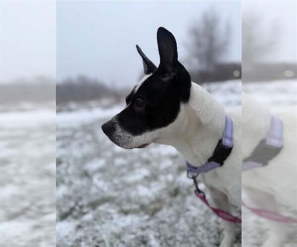 Medium Photo #16 Mutt Puppy For Sale in Gloversville, NY, USA