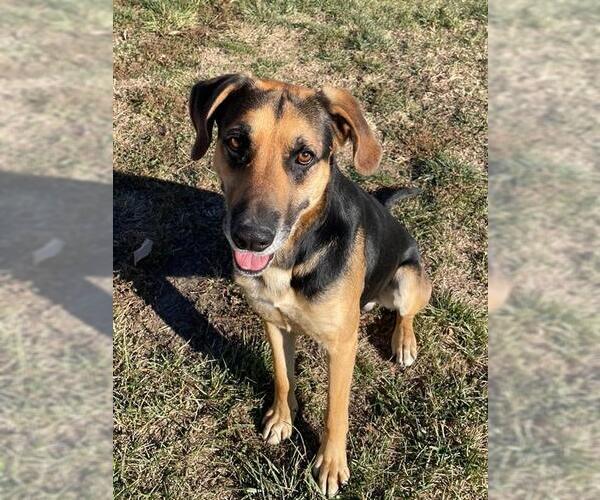 Medium Photo #2 Black and Tan Coonhound Puppy For Sale in Lee's Summit, MO, USA