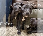 Small #1 American Pit Bull Terrier-Labrador Retriever Mix