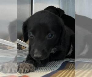 Mutt Dogs for adoption in San Antonio, TX, USA