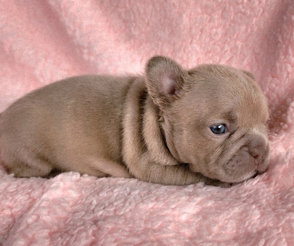 Medium Photo #6 French Bulldog Puppy For Sale in LAS VEGAS, NV, USA