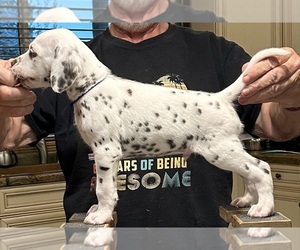Dalmatian Puppy for sale in BILLINGS, MT, USA