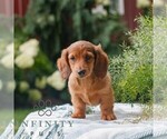 Small #1 Dachshund