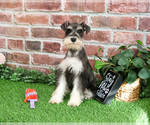 Small #9 Schnauzer (Miniature)