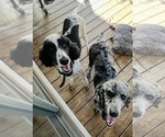 Small Photo #1 Poodle (Standard) Puppy For Sale in ELKHART, TX, USA