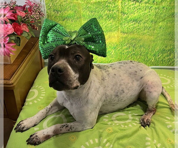 Medium Photo #3 Mutt Puppy For Sale in Sistersville, WV, USA