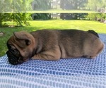 Small #3 French Bulldog