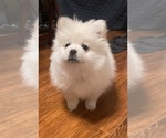 Small Pomeranian