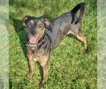 Small #4 Catahoula Leopard Dog-Rottweiler Mix