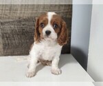 Small #5 Cavalier King Charles Spaniel