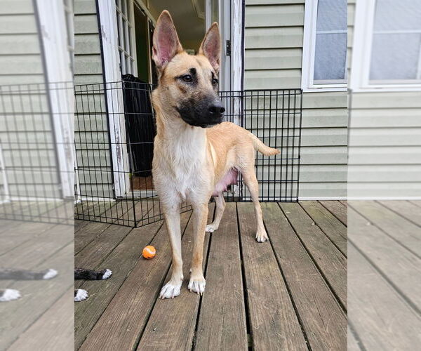 Medium Photo #8 Shepradors Puppy For Sale in Raleigh, NC, USA