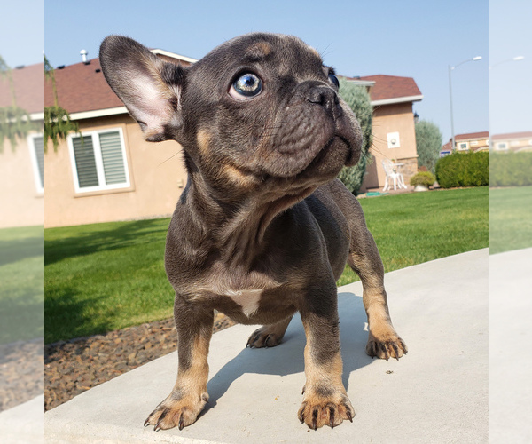 Medium Photo #2 French Bulldog Puppy For Sale in PASCO, WA, USA