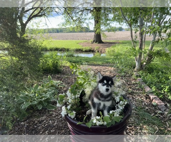 Medium Photo #24 Siberian Husky Puppy For Sale in ALTON, IL, USA