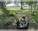Small Photo #24 Siberian Husky Puppy For Sale in ALTON, IL, USA