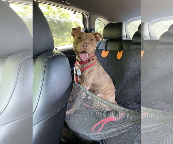 Medium Photo #18 American Pit Bull Terrier-Unknown Mix Puppy For Sale in Derwood, MD, USA