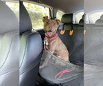 Small #17 American Pit Bull Terrier Mix