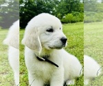 Small #2 English Cream Golden Retriever