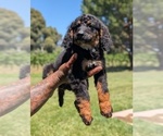 Small #1 Bernedoodle (Miniature)