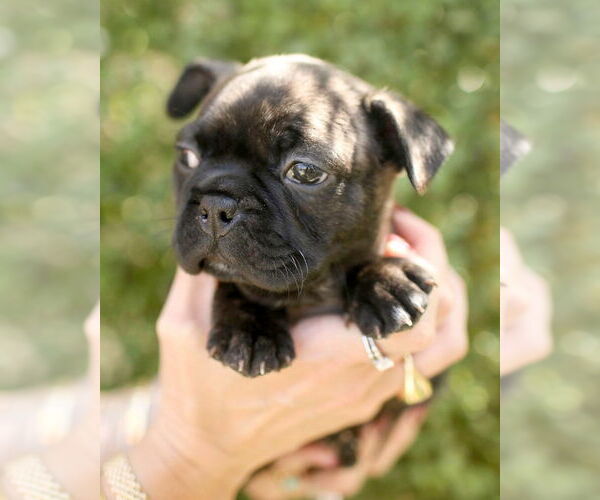 Medium Photo #3 Faux Frenchbo Bulldog Puppy For Sale in Corona, CA, USA