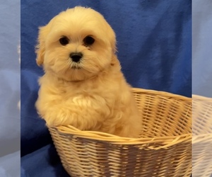 Shih Tzu Puppy for sale in PINK HILL, NC, USA