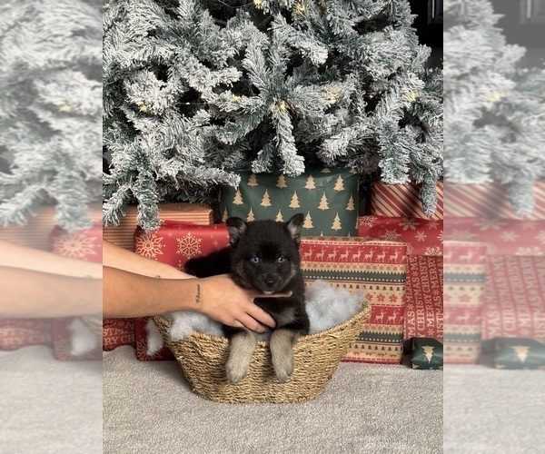 Medium Photo #2 Pomsky Puppy For Sale in DAVENPORT, FL, USA