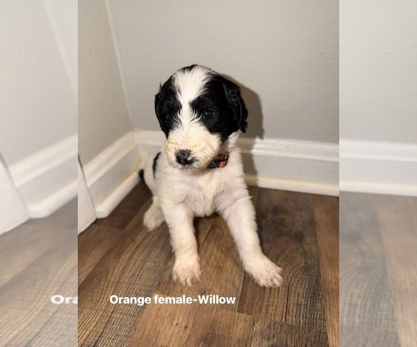 Medium Photo #5 Goldendoodle mix (+ Poodle Standard) Puppy For Sale in WEAVER, AL, USA