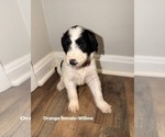Small #4 Goldendoodle mix (+ Poodle Standard)