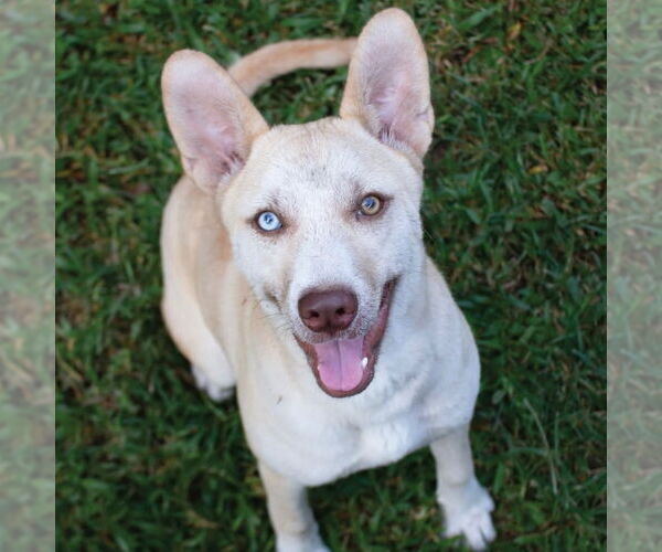 Medium Photo #1 Carolina Dog-Labrador Retriever Mix Puppy For Sale in Canton, CT, USA