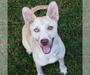 Carolina Dog-Labrador Retriever Mix Dogs for adoption in Canton, CT, USA
