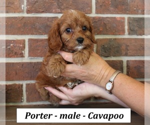 Cavapoo (Miniature) Puppy for sale in CLARKRANGE, TN, USA