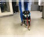 Small German Shepherd Dog
