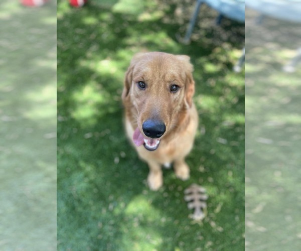 Medium Photo #2 Golden Retriever Puppy For Sale in Sandy, UT, USA