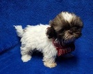 Small Photo #7 Shih Tzu Puppy For Sale in BUFFALO, MO, USA