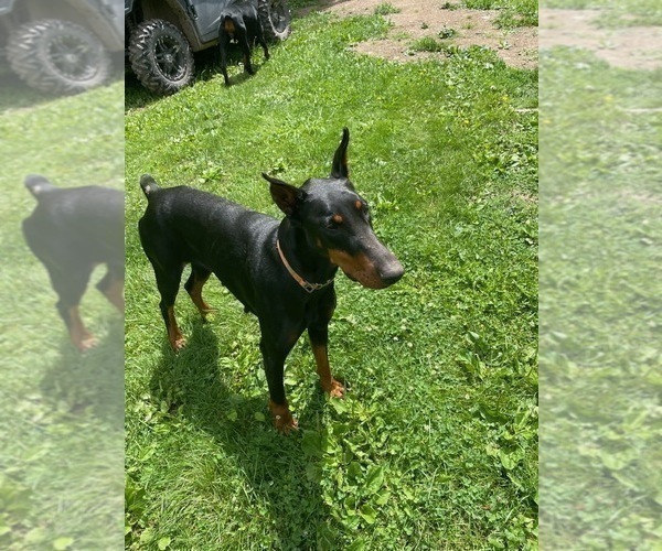 Medium Photo #1 Doberman Pinscher Puppy For Sale in MORRISTON, FL, USA