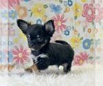 Small Chihuahua