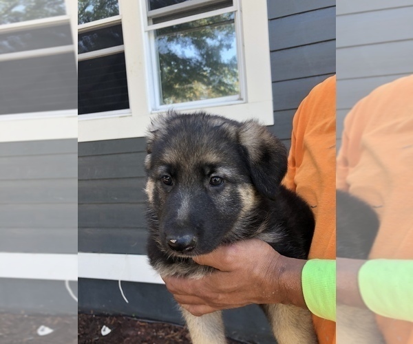 Medium Photo #4 German Shepherd Dog Puppy For Sale in RIVERDALE, MD, USA