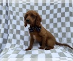 Small #7 Cavapoo (Miniature)