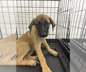 German Shepherd Dog-Redbone Coonhound Mix Dogs for adoption in San Bernardino, CA, USA