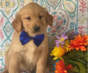 Golden Retriever Puppy for sale in LANCASTER, PA, USA