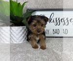 Small #1 Yorkshire Terrier