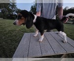 Puppy Puppy 1 Beagle