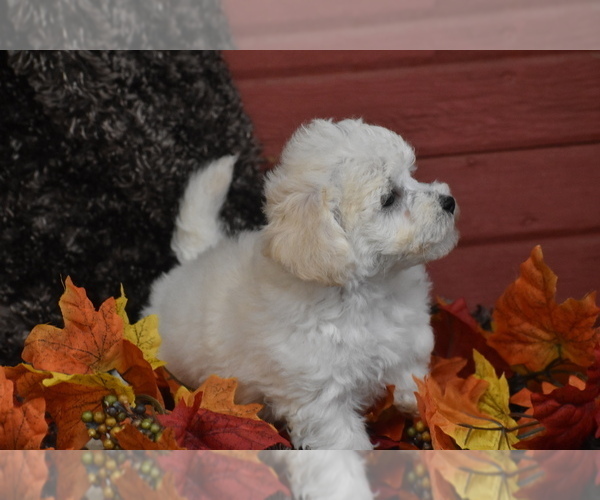 Medium Photo #3 Bichpoo Puppy For Sale in ELDORADO, OH, USA