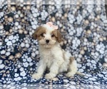 Small #3 Cavapoo (Miniature)